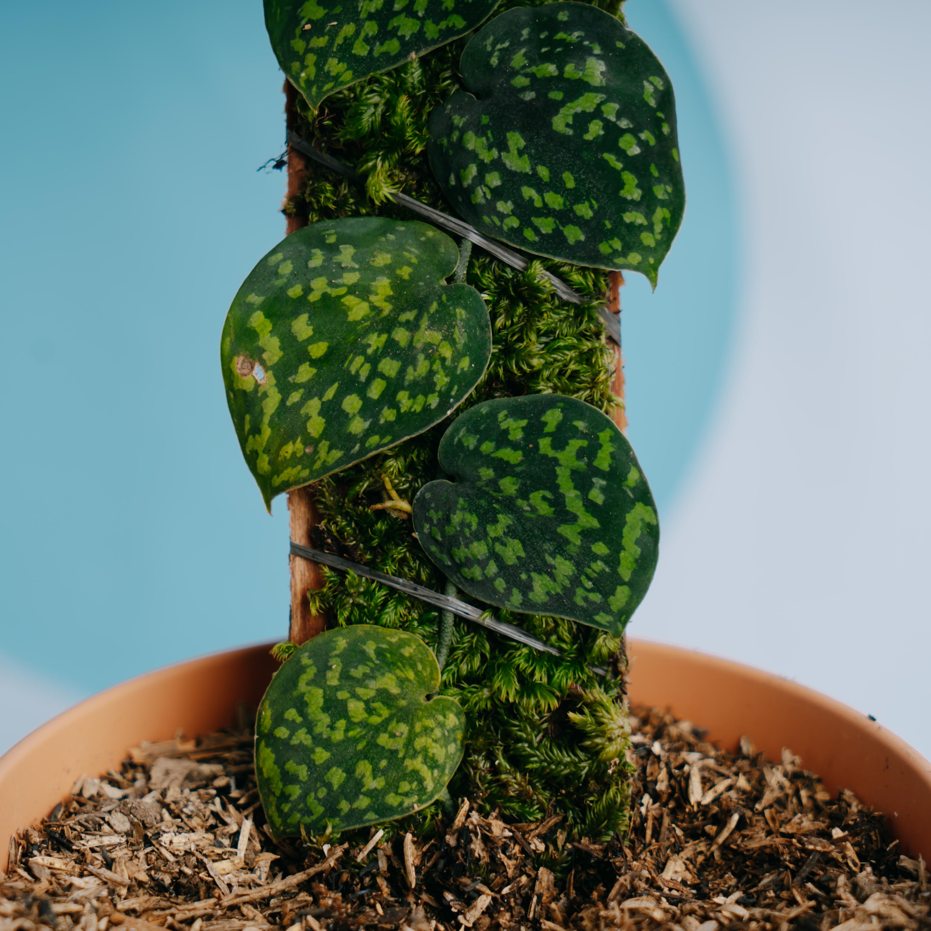 Scindapsus snake scale
