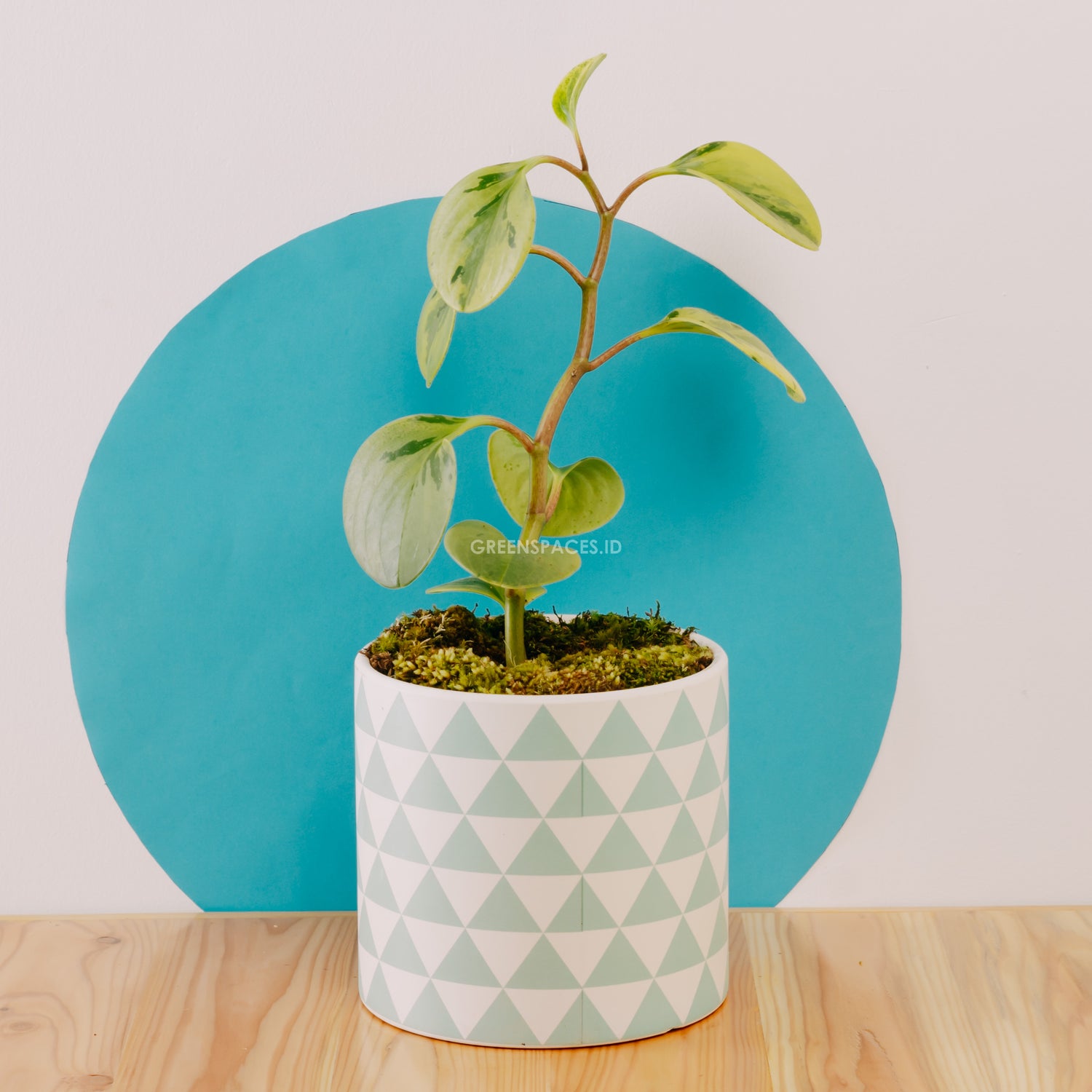 Peperomia obtusifolia variegated - Greenspaces.id