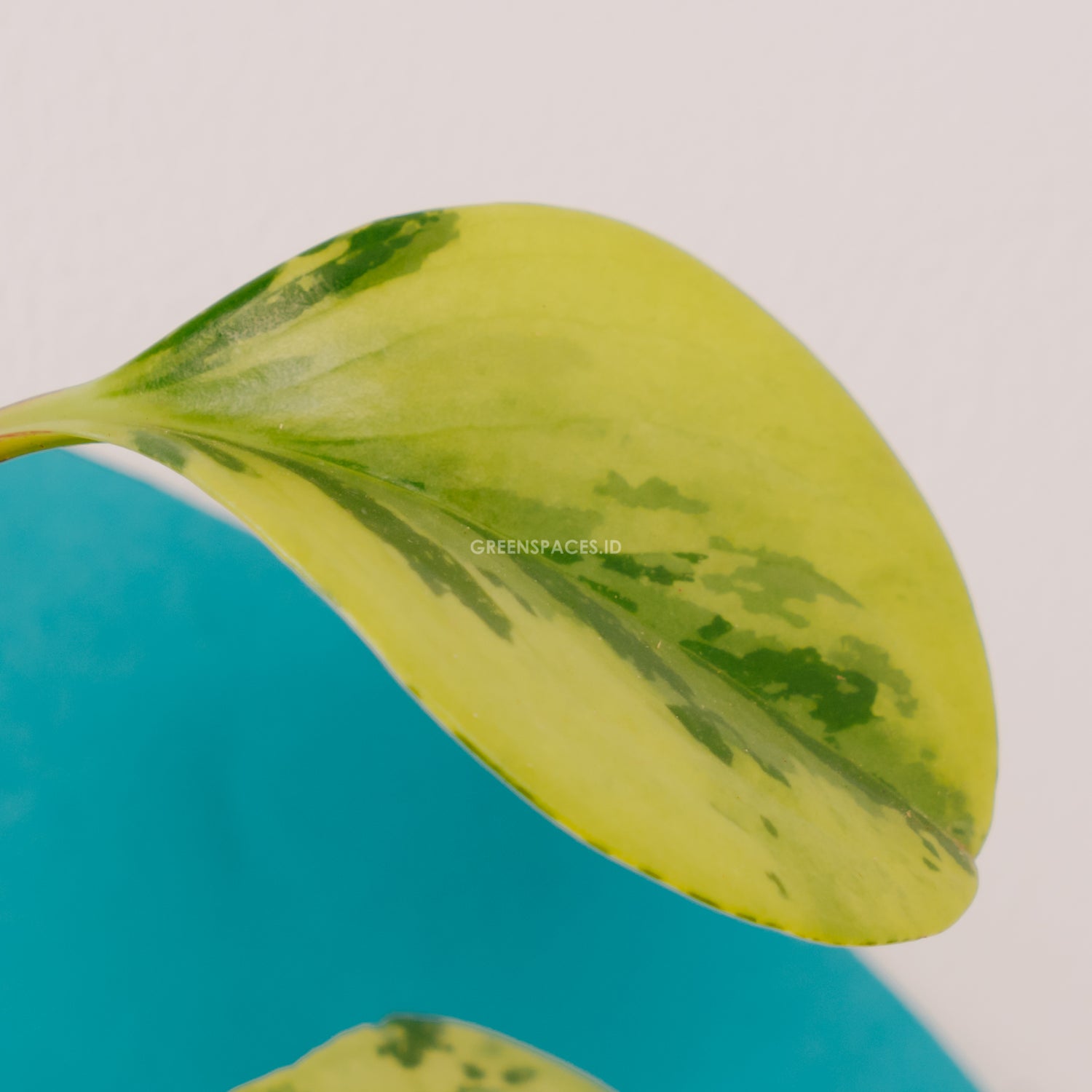 Peperomia obtusifolia variegated - Greenspaces.id