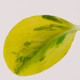 Peperomia obtusifolia variegated - Greenspaces.id