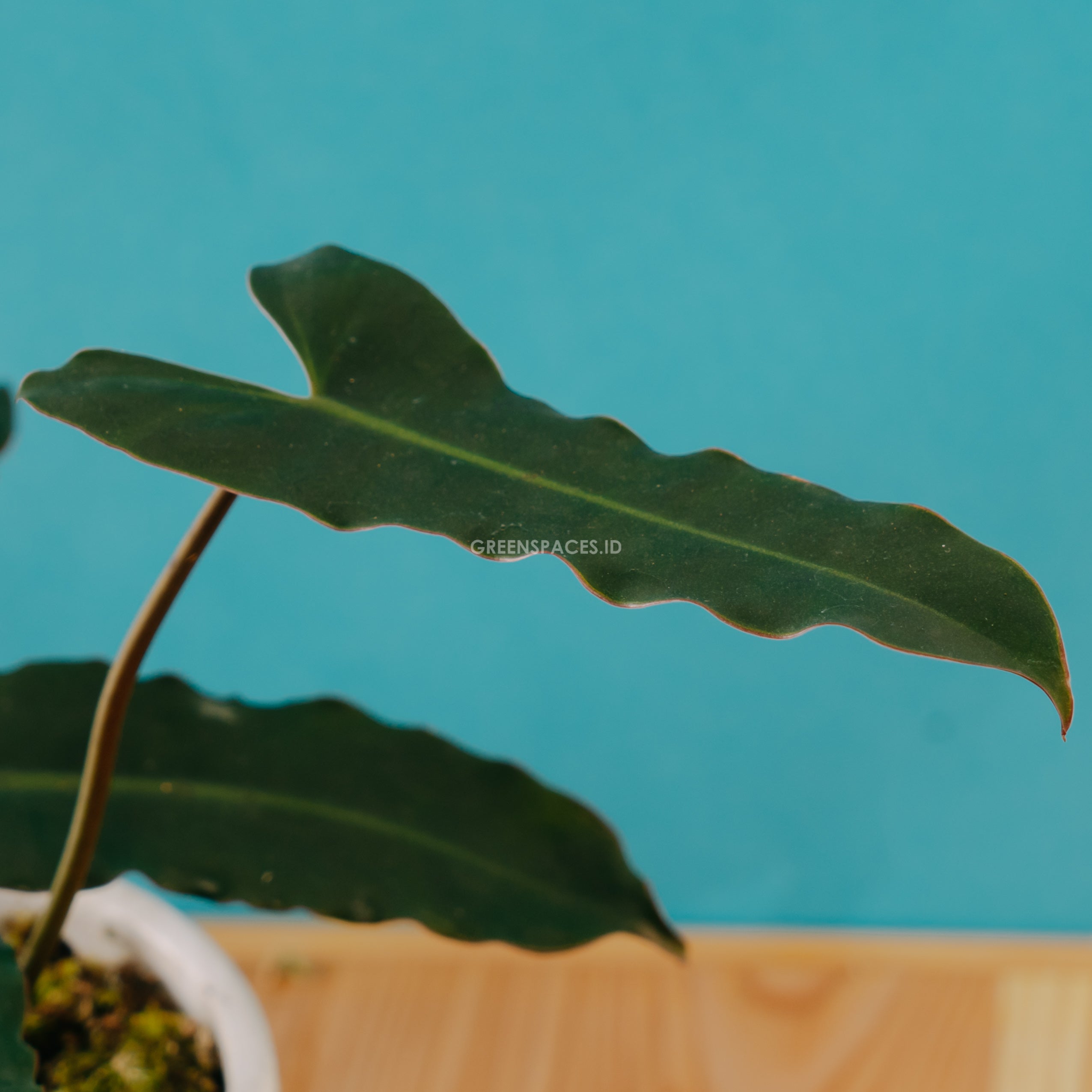 Philodendron Billieate x Atabopoense - Greenspaces.id