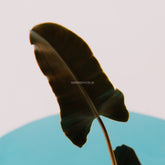 Philodendron Billieate x Atabopoense - Greenspaces.id