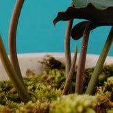 Philodendron Billieate x Atabopoense - Greenspaces.id