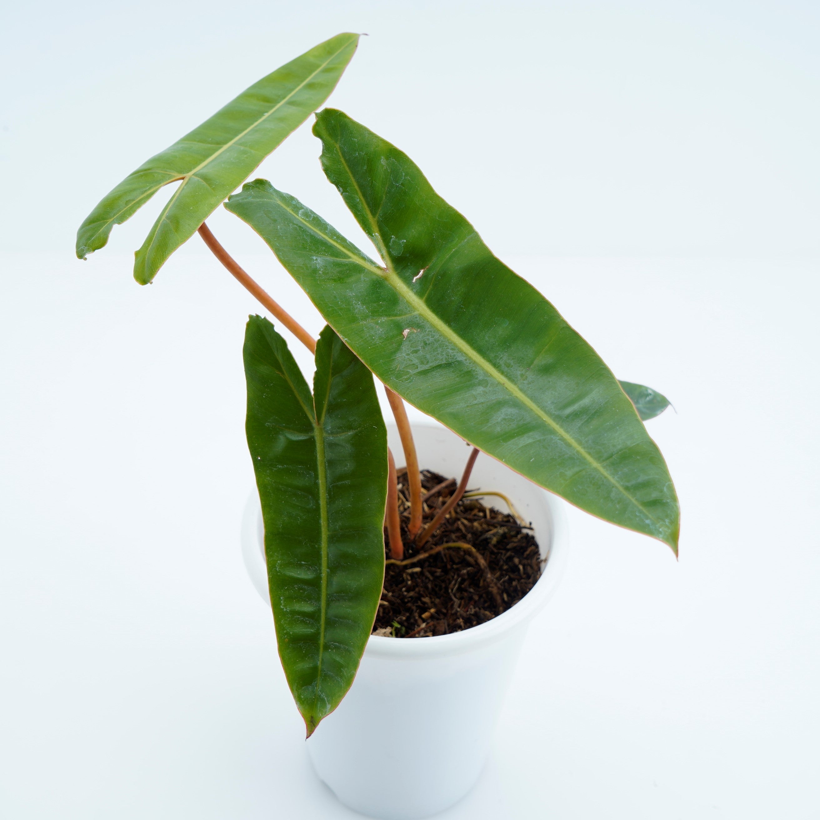 philodendron id Philodendron Billiteae Ori (Orange Stem)
