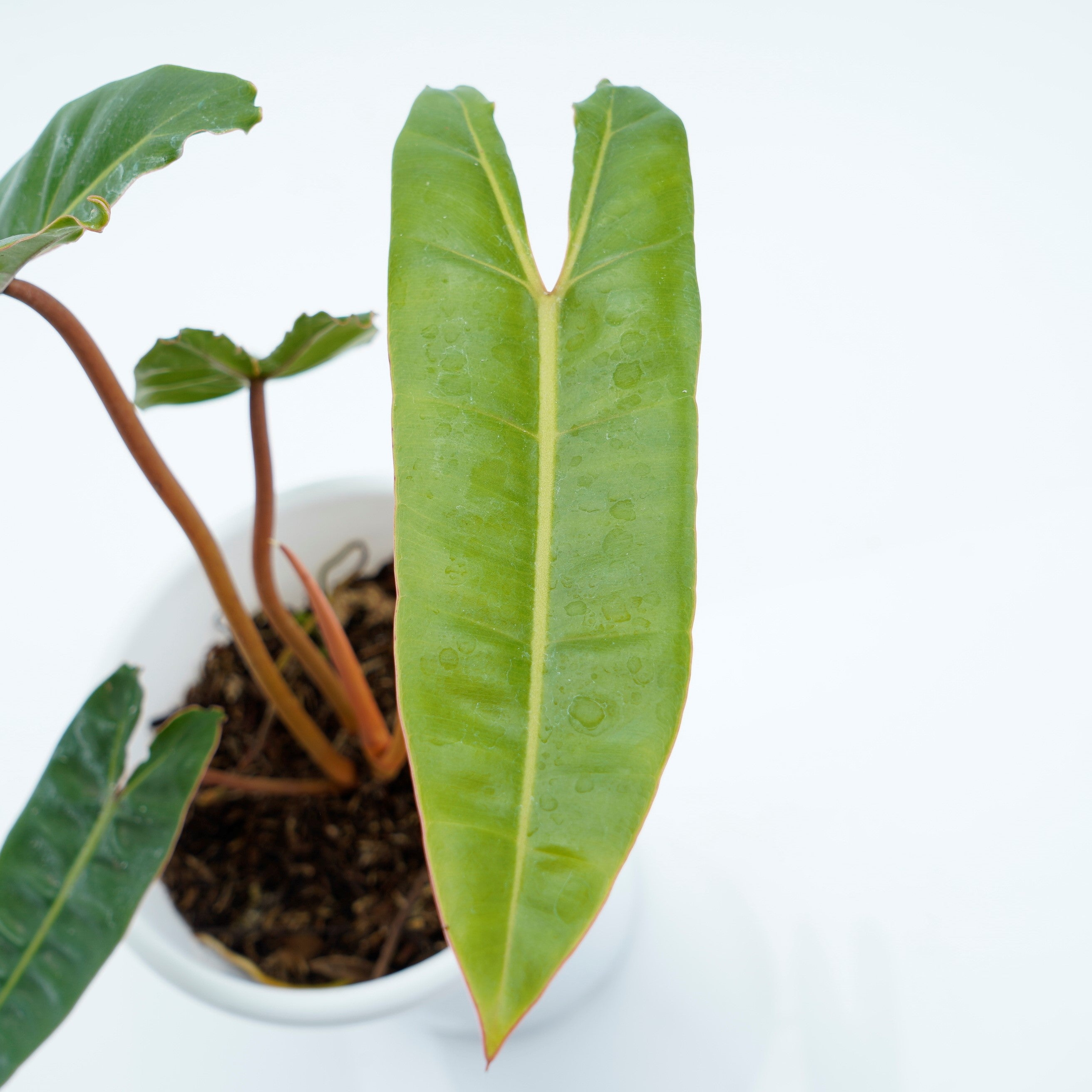 Philodendron Billieteae Ori (Orange Stem) - Greenspaces.id