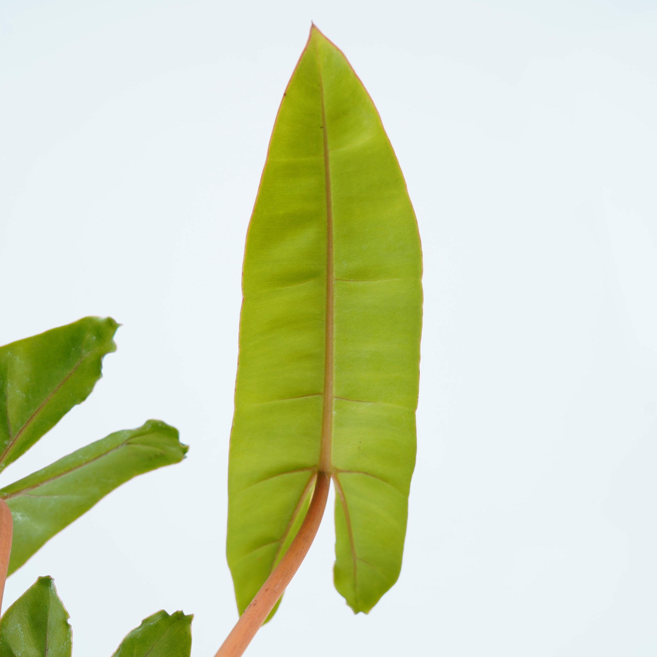 Philodendron Billieteae Ori (Orange Stem) - Greenspaces.id