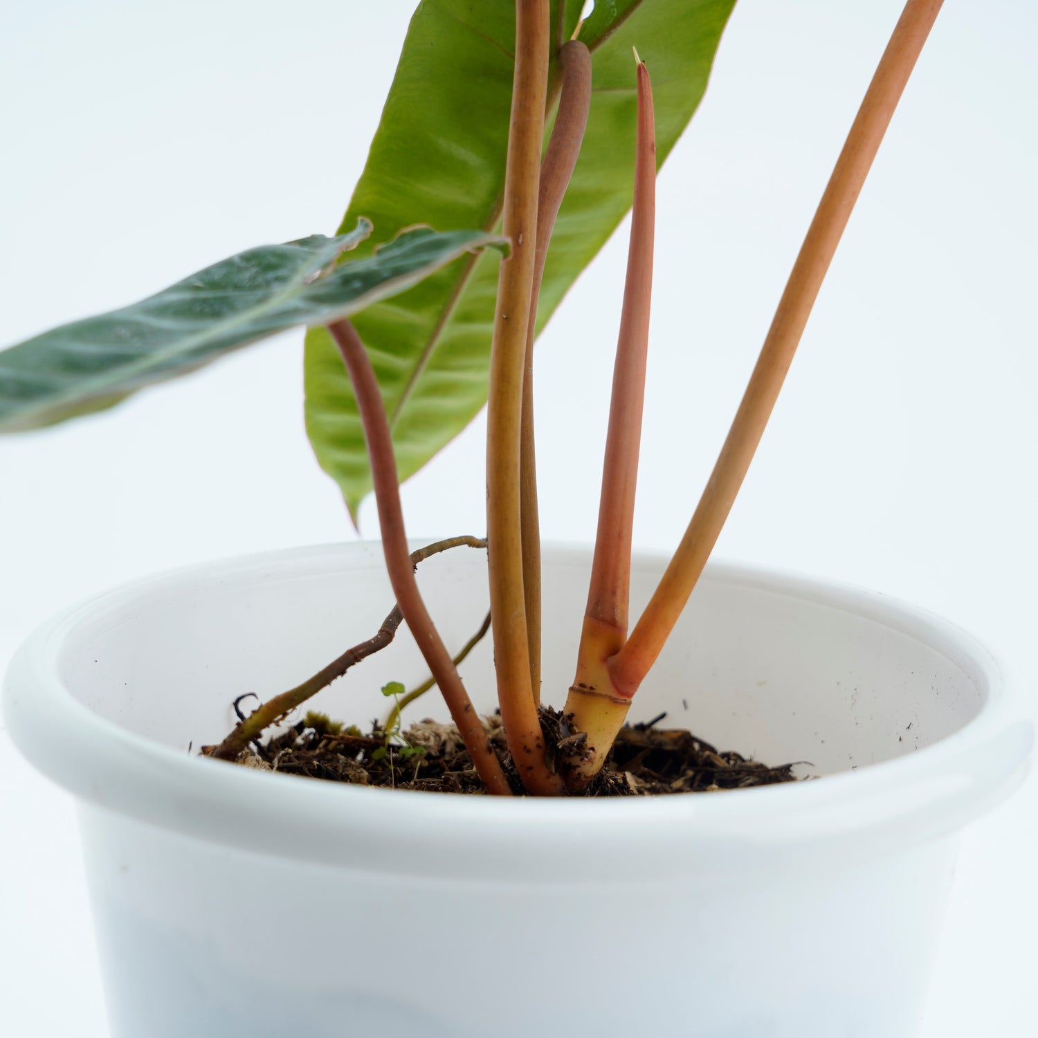 Philodendron Billieteae Ori (Orange Stem) - Greenspaces.id