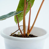 Philodendron Billieteae Ori (Orange Stem) - Greenspaces.id