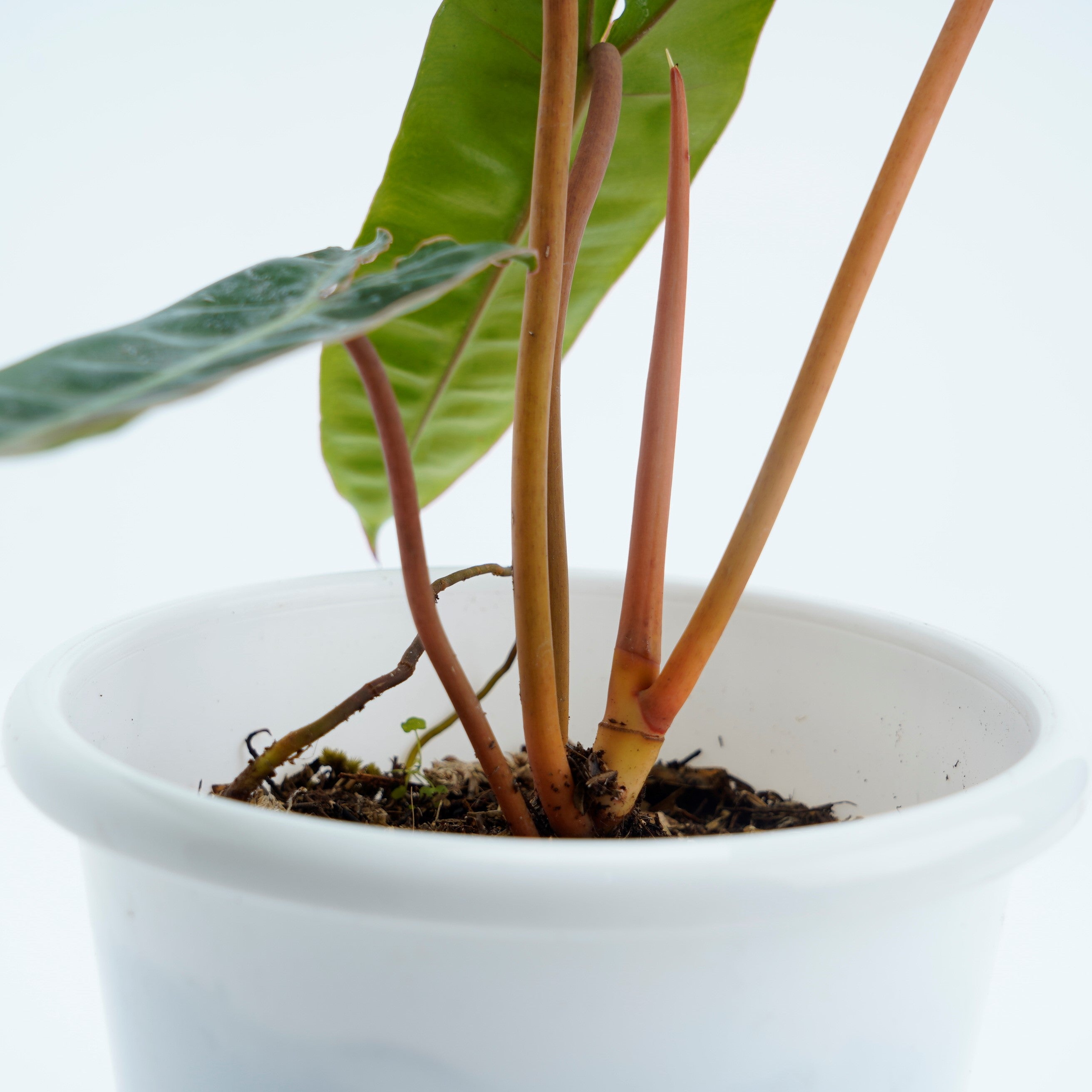 Philodendron Billieteae Ori (Orange Stem) - Greenspaces.id