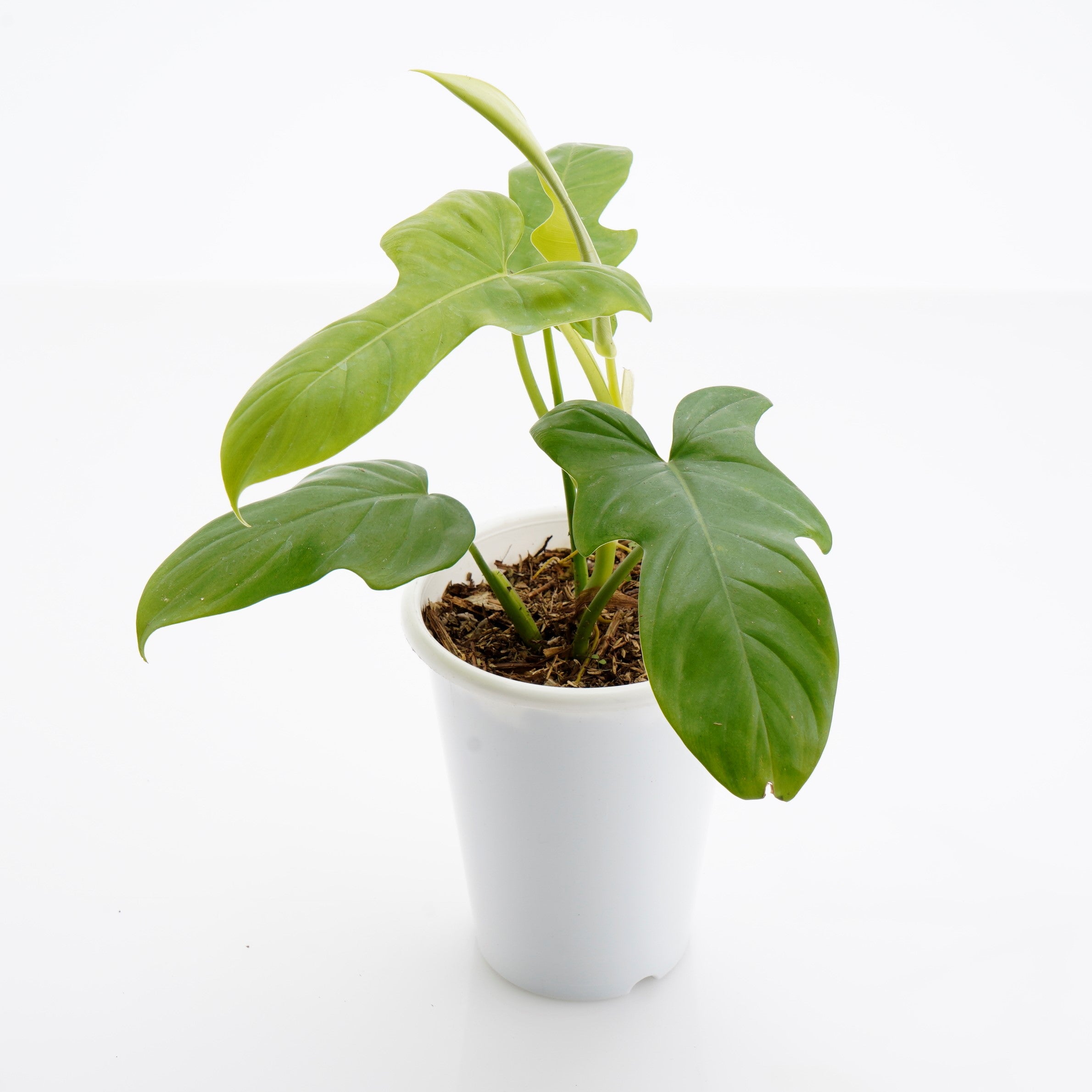 philodendron bipennifolium schott Philodendron Bipennifolium Aurea