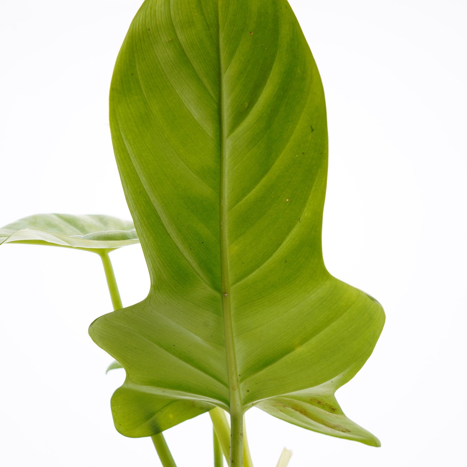 Philodendron Bipennifolium Aurea