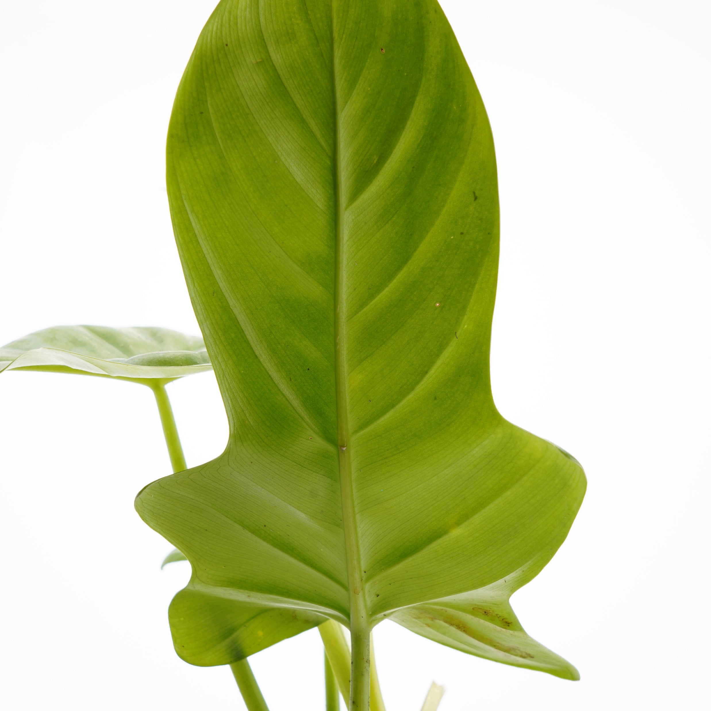 Philodendron Bipennifolium Aurea