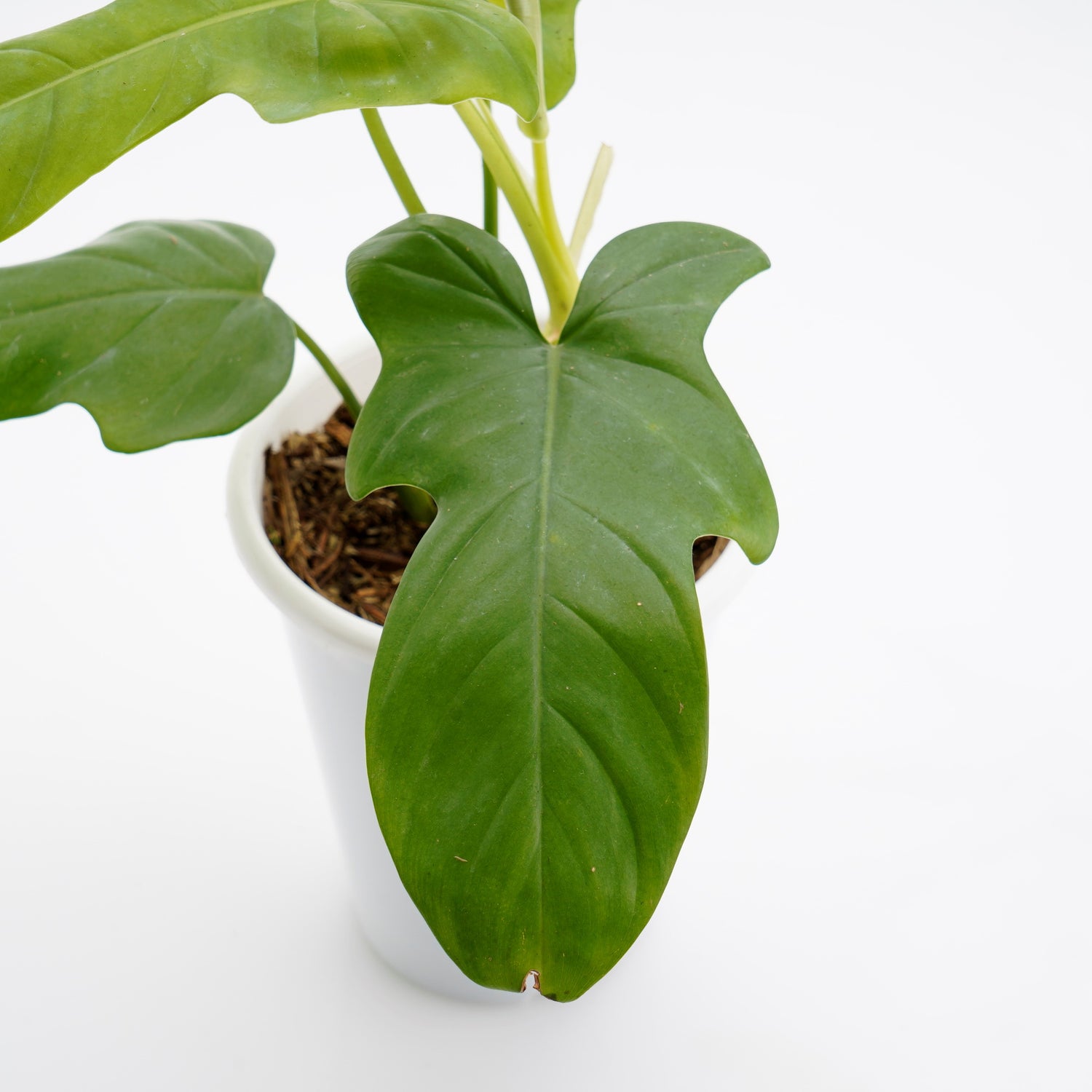 Philodendron Bipennifolium Aurea