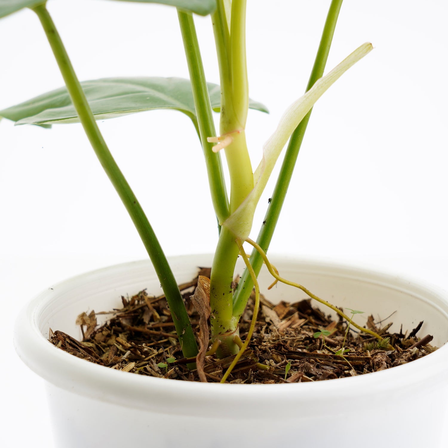 Philodendron Bipennifolium Aurea