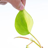 Philodendron Brazil Scandens Medio Pictum - Greenspaces.id