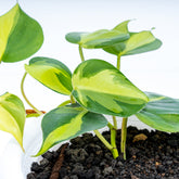 Philodendron Brazil Scandens Medio Pictum - Greenspaces.id