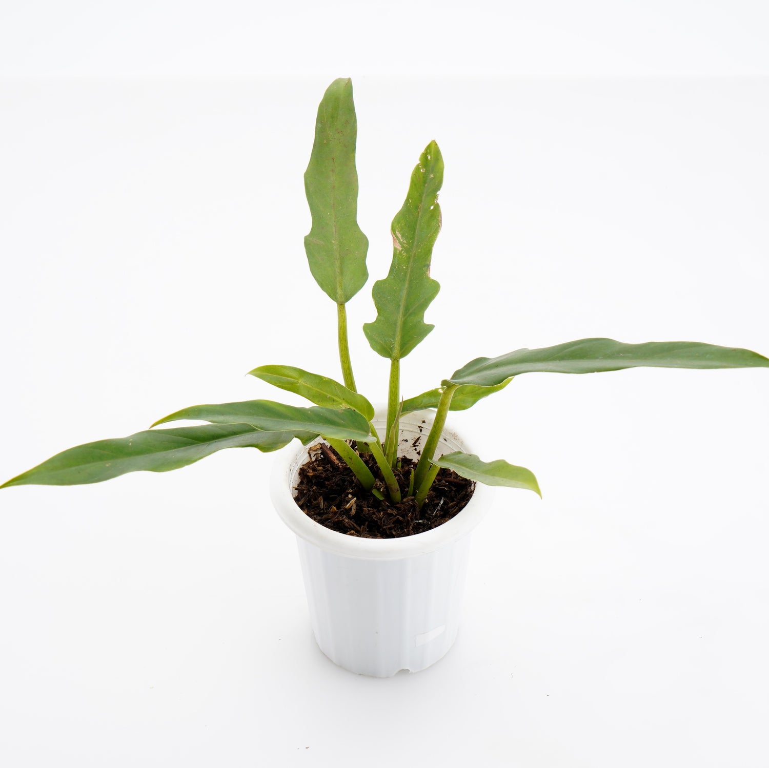 Philodendron Compact Saw