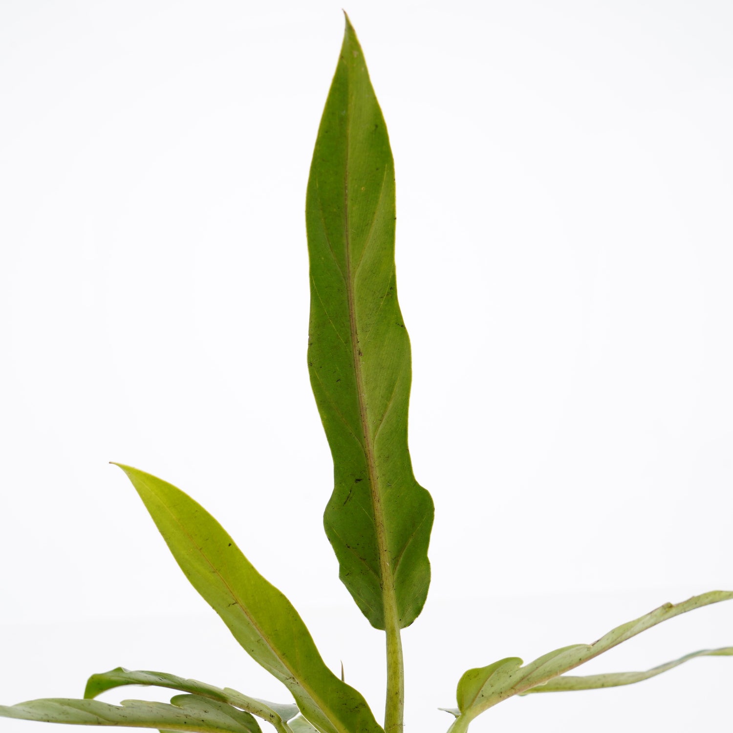 Philodendron Compact Saw