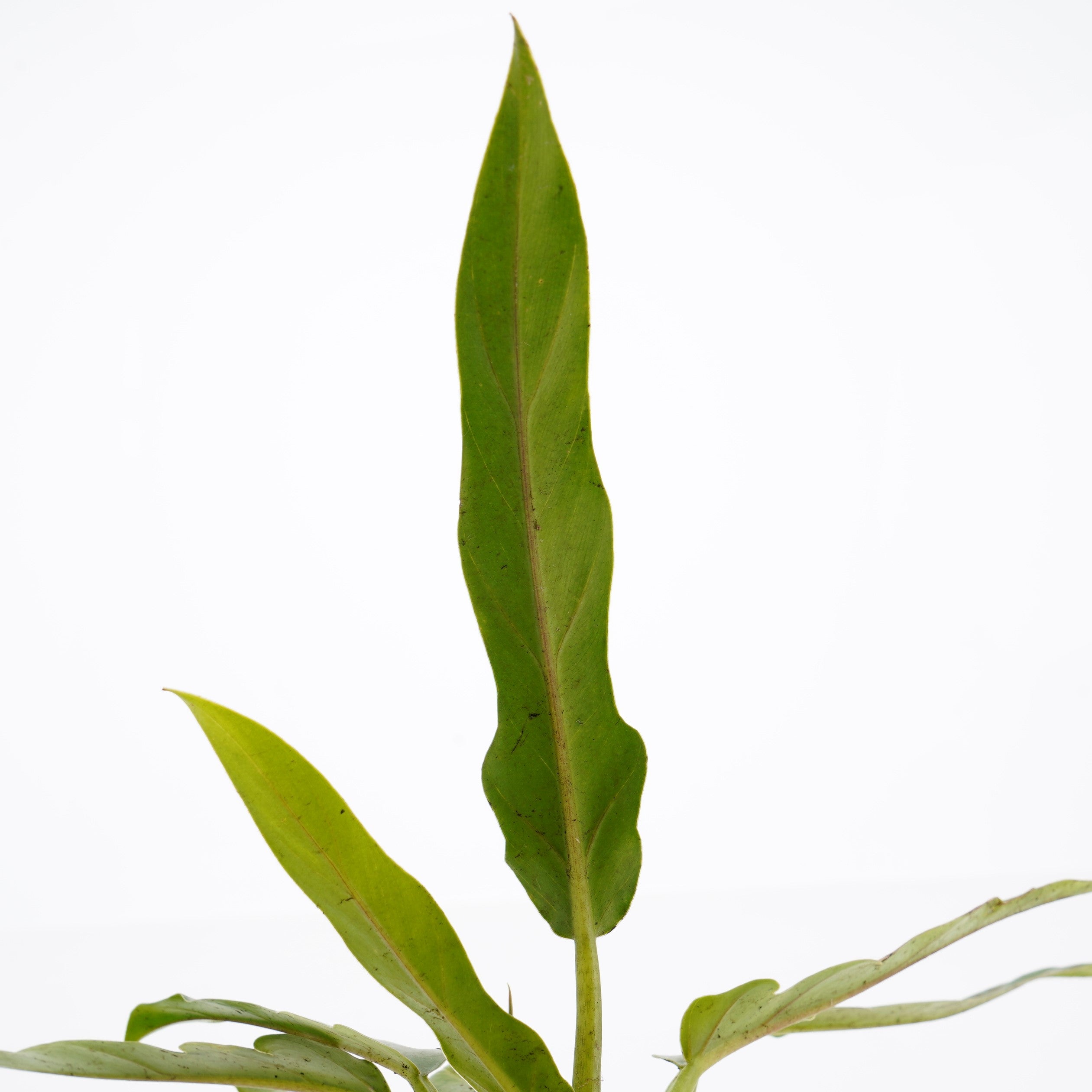 Philodendron Compact Saw