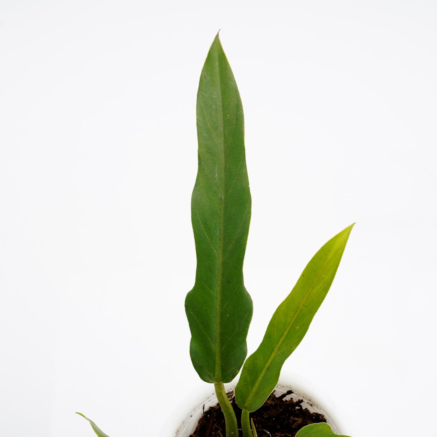 Philodendron Compact Saw