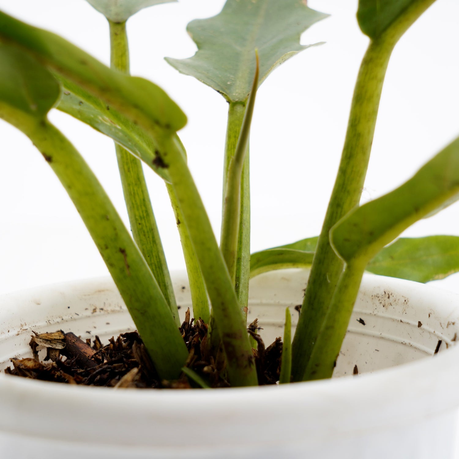 Philodendron Compact Saw