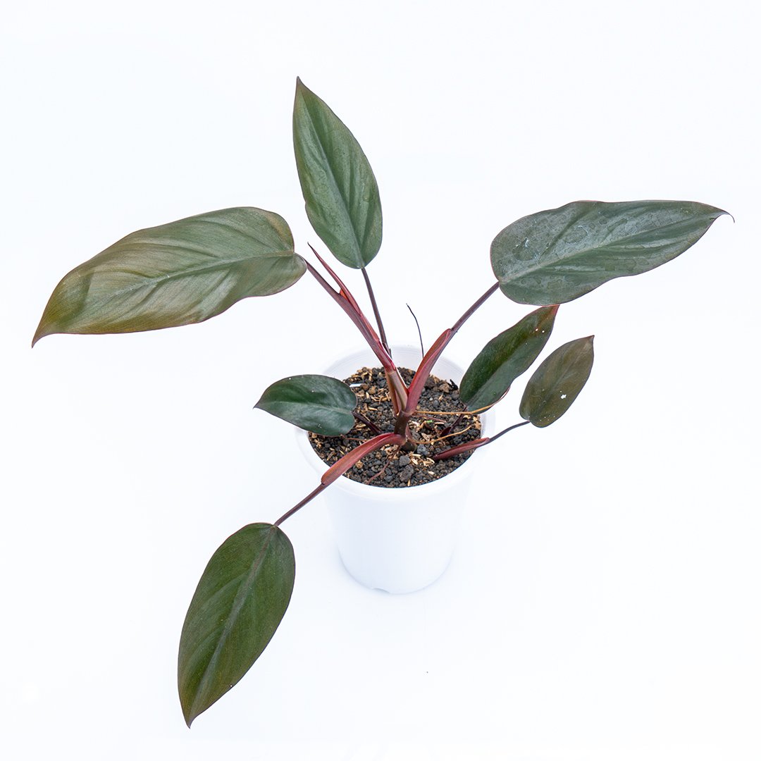 Philodendron Dark Lord - Greenspaces.id