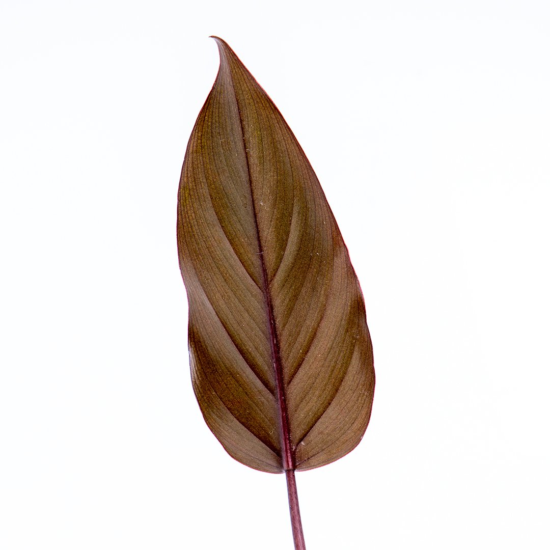 Philodendron Dark Lord - Greenspaces.id