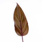 Philodendron Dark Lord - Greenspaces.id