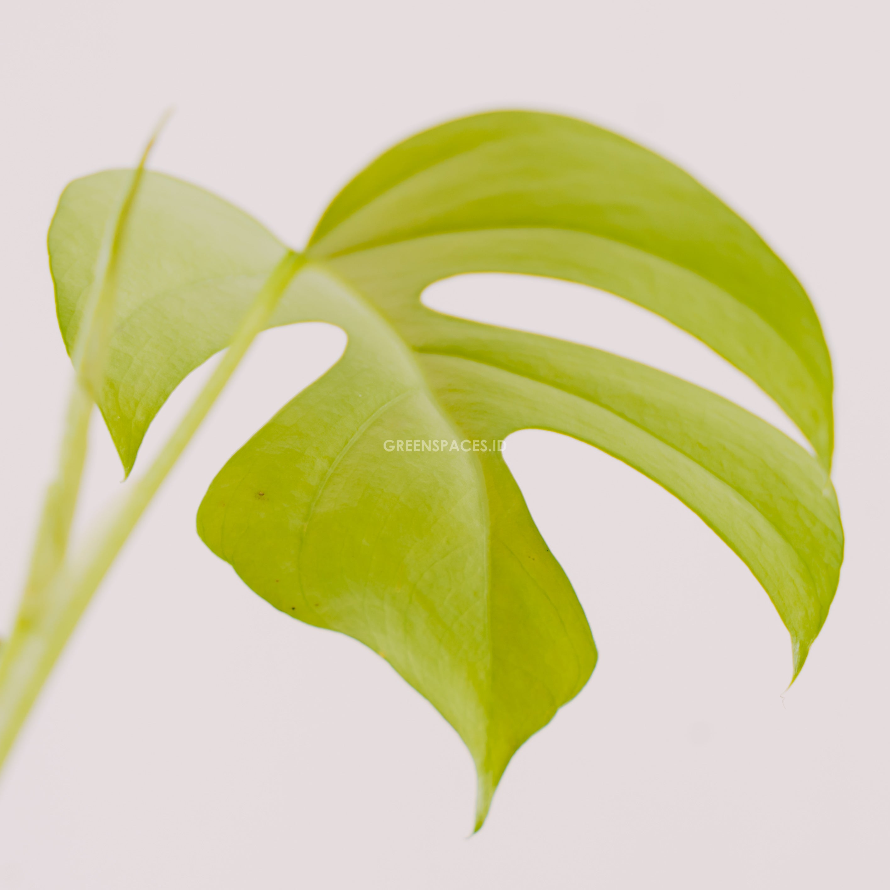 Philodendron Ginny  Raphidophora Tetrasperma - Greenspaces.id