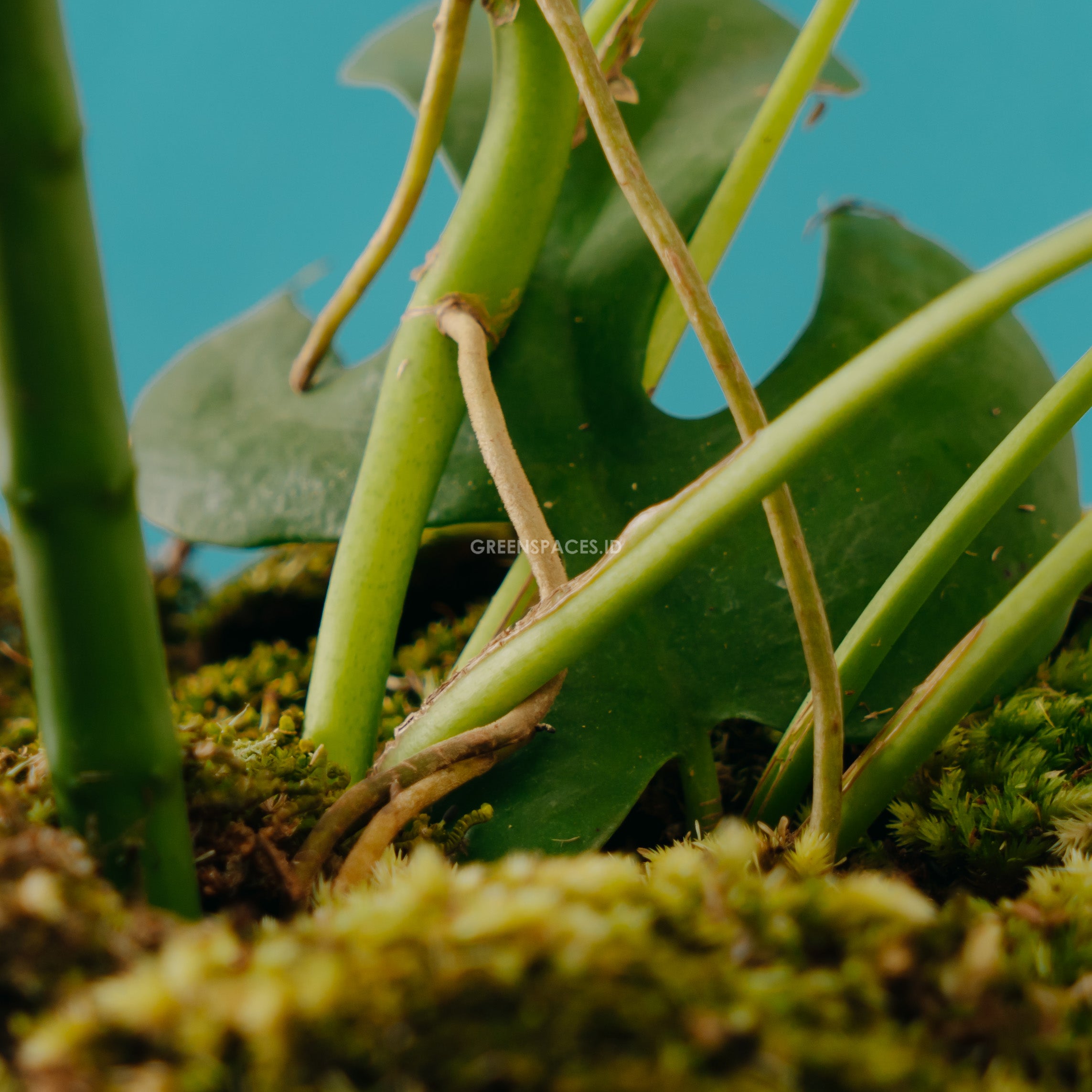 Philodendron Ginny  Raphidophora Tetrasperma - Greenspaces.id