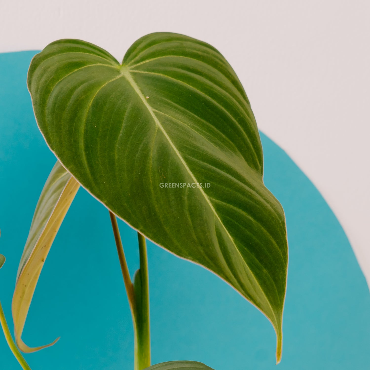 Philodendron Glorious (Gloriosum x Melanochrysum)