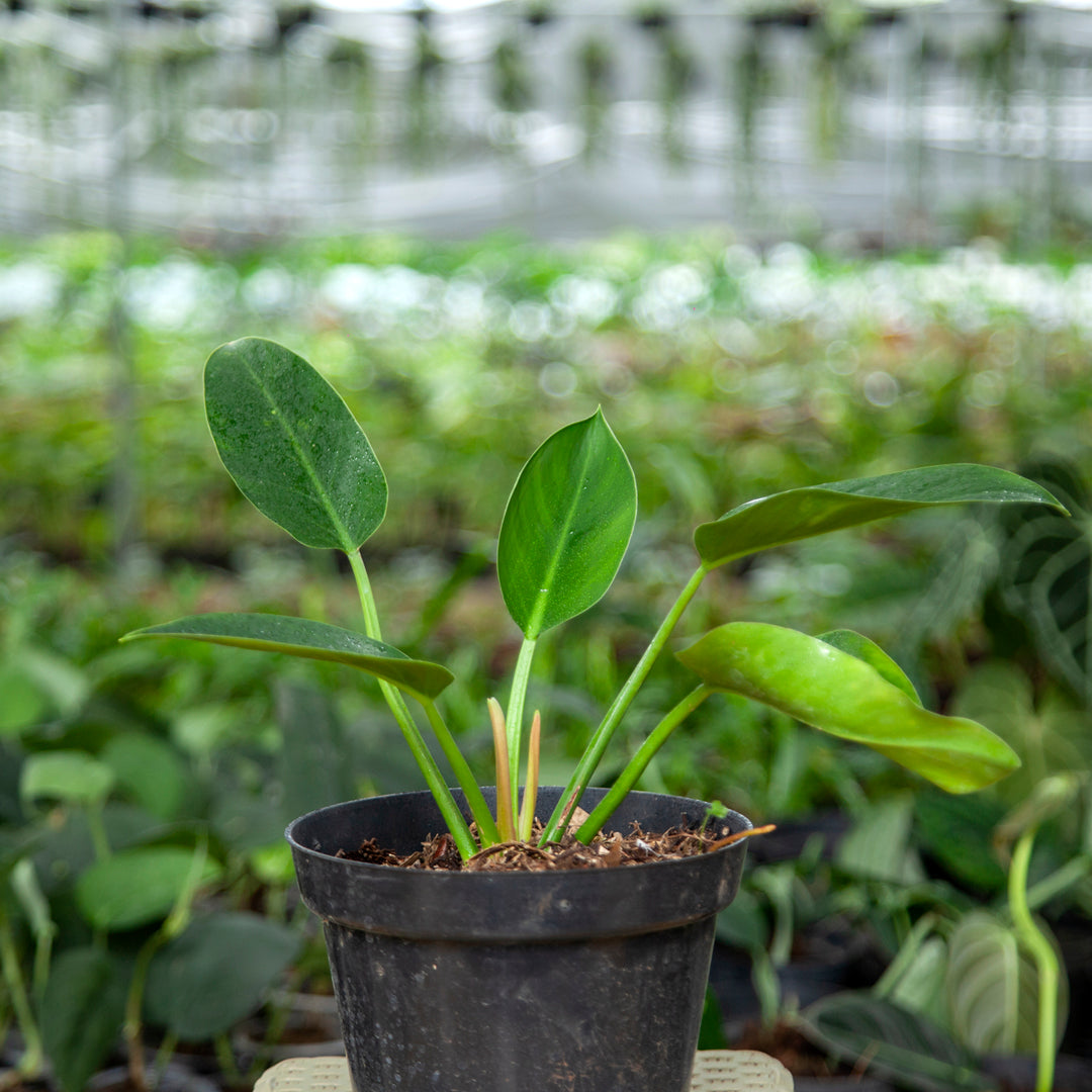 Philodendron Green Congo - Greenspaces.id