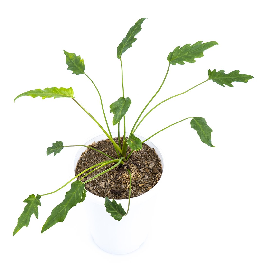 Philodendron Green Xanadu - Greenspaces.id