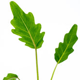 Philodendron Green Xanadu - Greenspaces.id