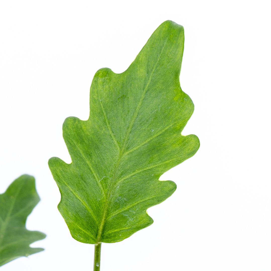 Philodendron Green Xanadu - Greenspaces.id