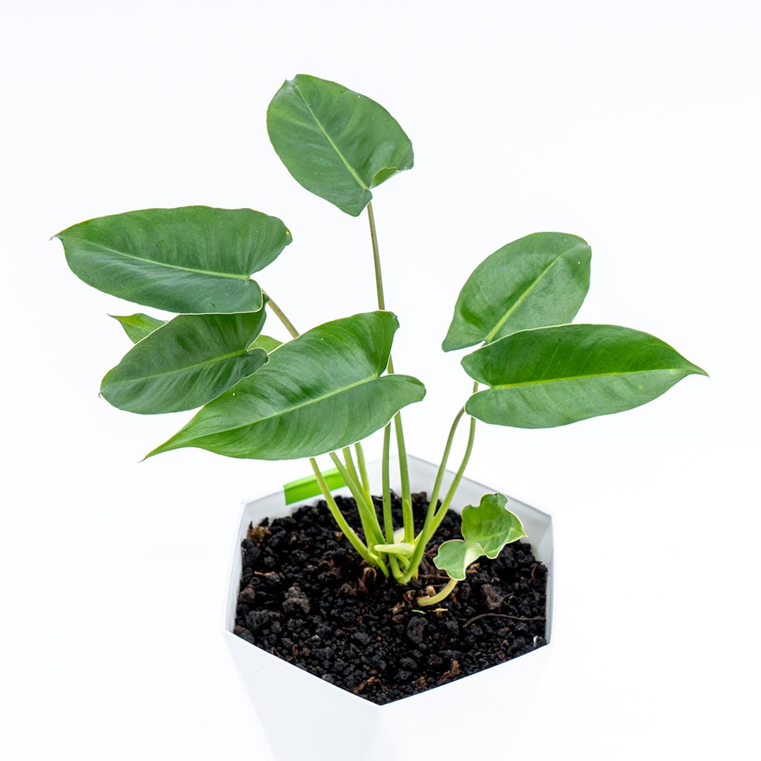 Philodendron Hastatum Green - Greenspaces.id