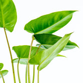 Philodendron Hastatum Green - Greenspaces.id