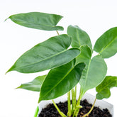 Philodendron Hastatum Green - Greenspaces.id