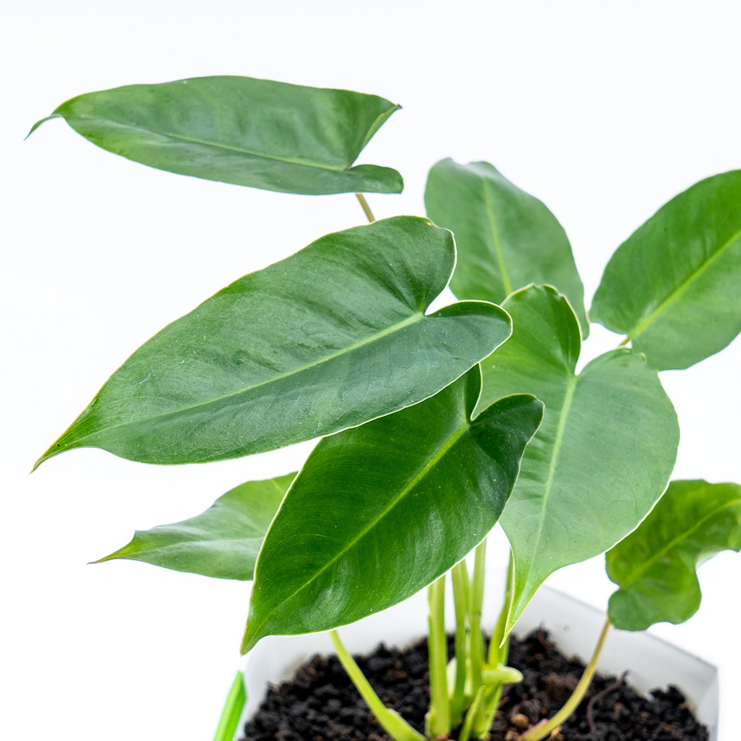 Philodendron Hastatum Green - Greenspaces.id