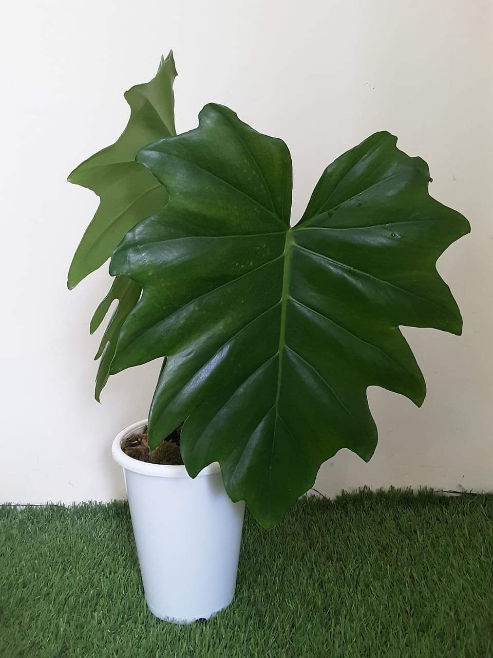 Philodendron Lacerum - Greenspaces.id