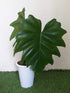 Philodendron Lacerum - Greenspaces.id