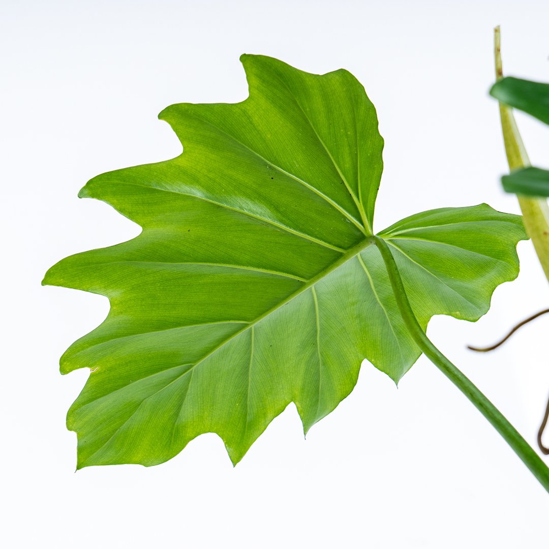 Philodendron Lacerum Big - Greenspaces.id