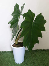 Philodendron Lacerum - Greenspaces.id