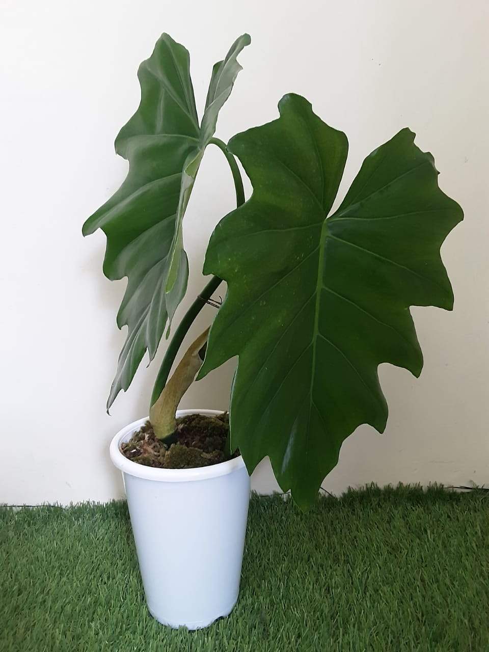 Philodendron Lacerum - Greenspaces.id