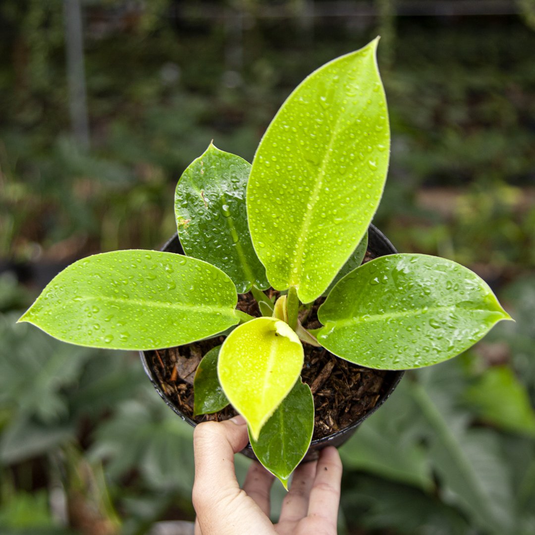 Philodendron Moonlight