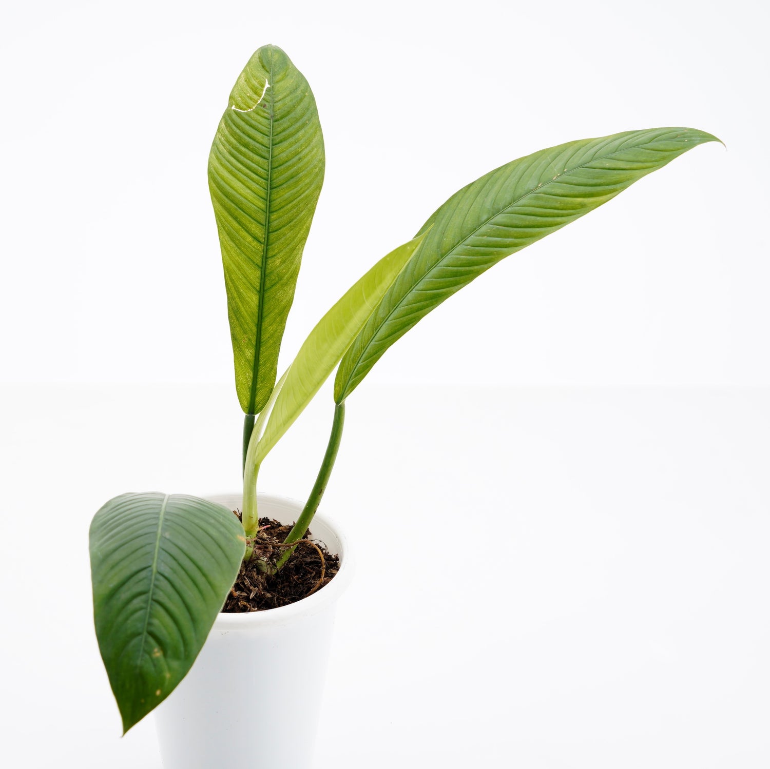 Philodendron Lynette