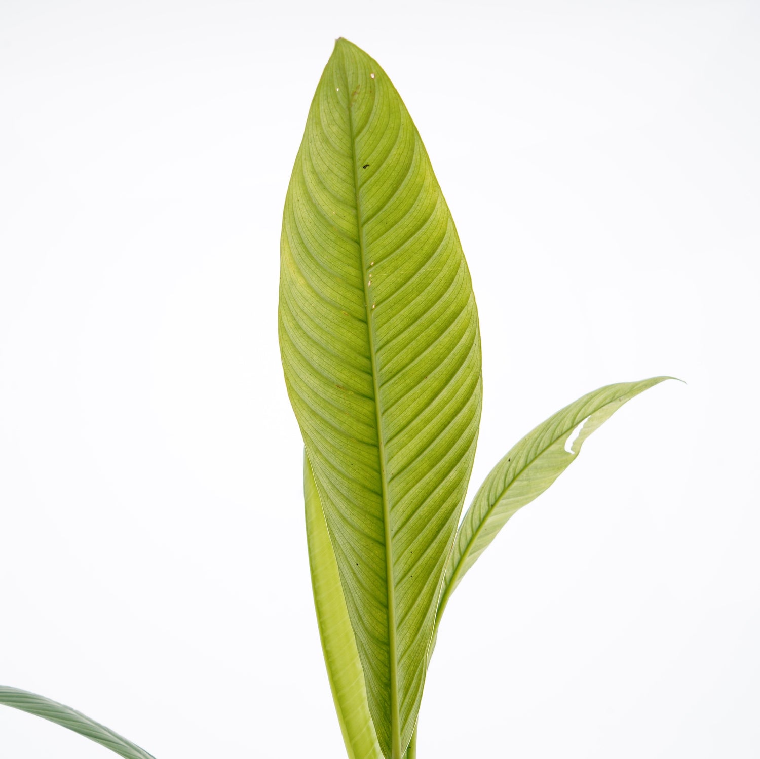 Philodendron Lynette