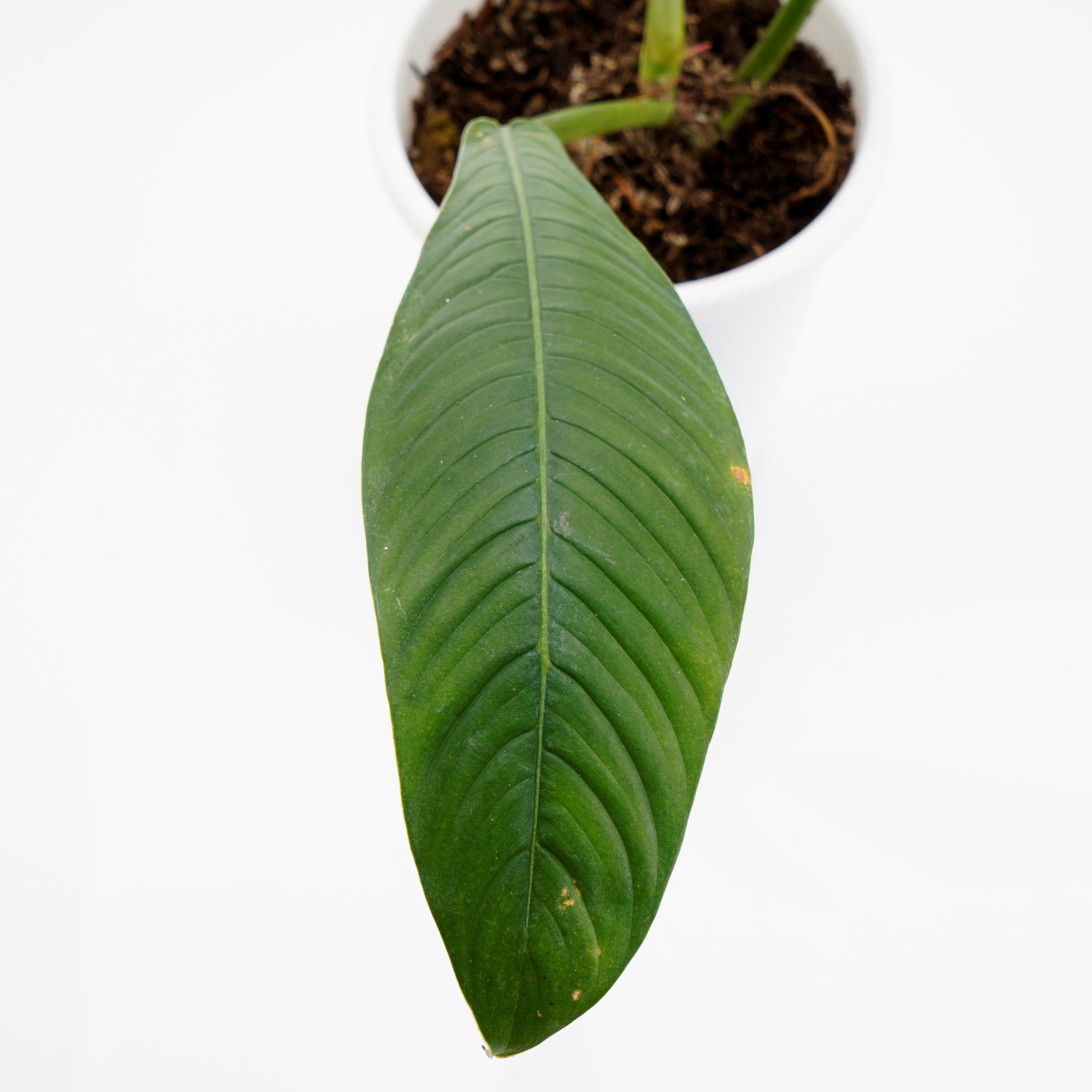 Philodendron Lynette