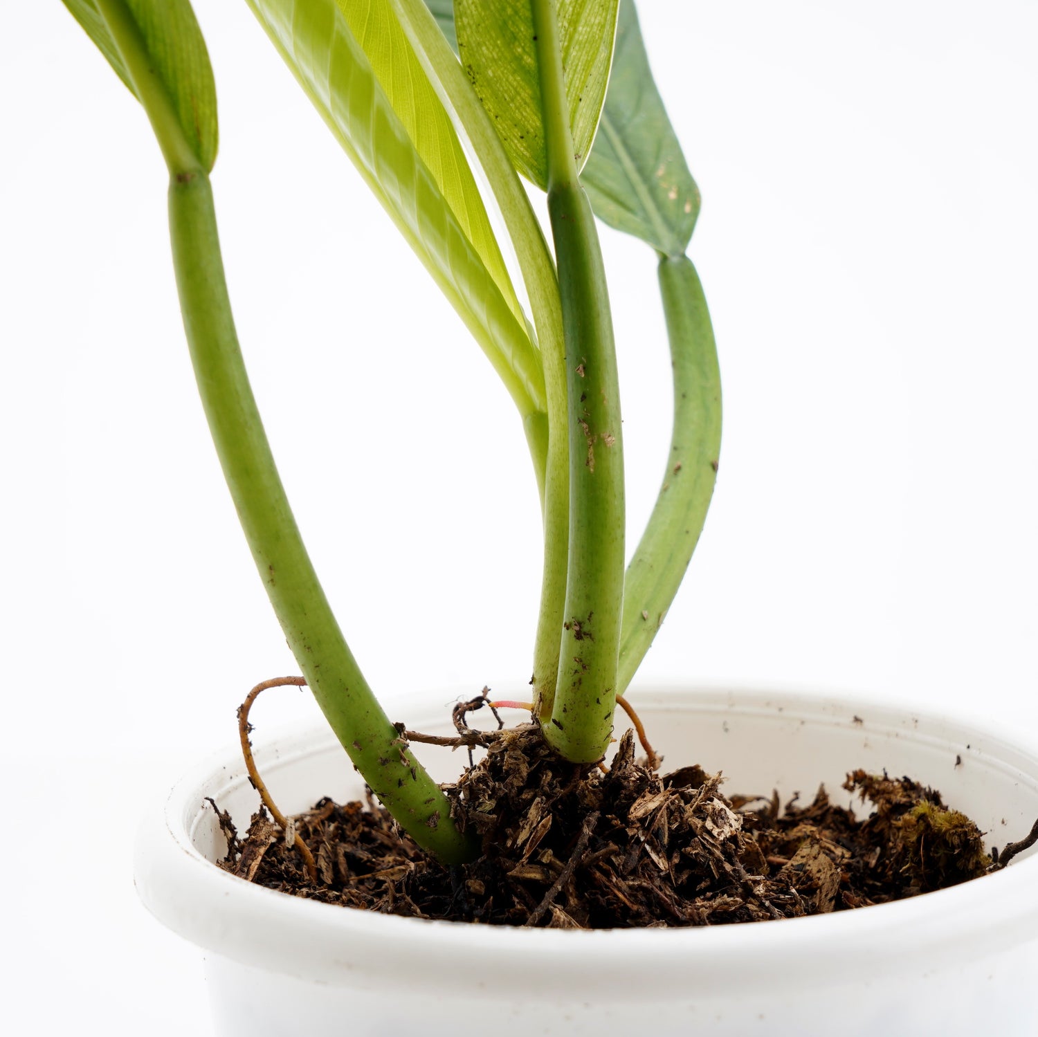 Philodendron Lynette