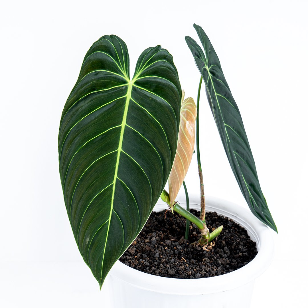 Philodendron Melanochrysum Medium - Greenspaces.id